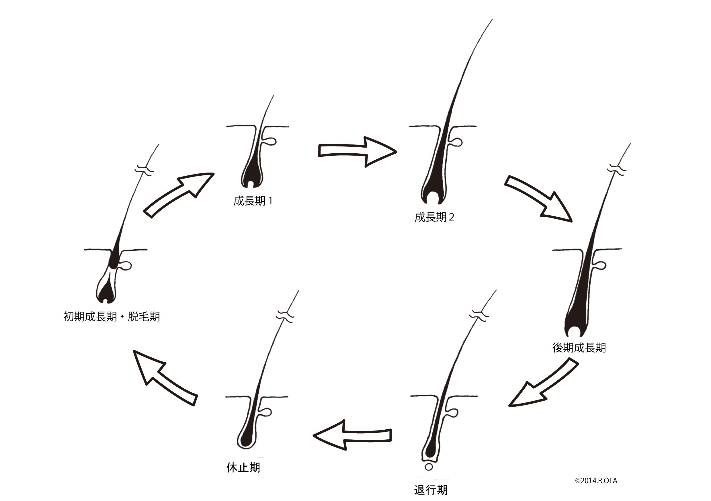 毛の生え替わるサイクル